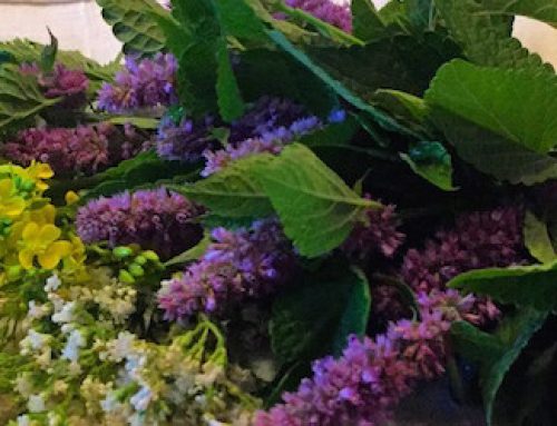 Anise Hyssop 2019 Herb of the Year