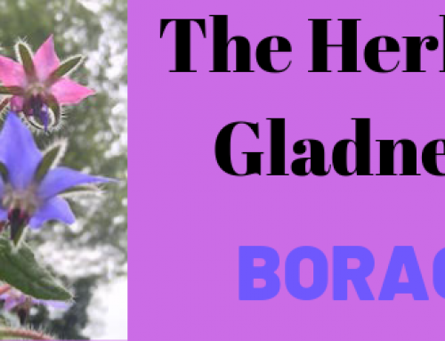 The Herb of Gladness – Borage