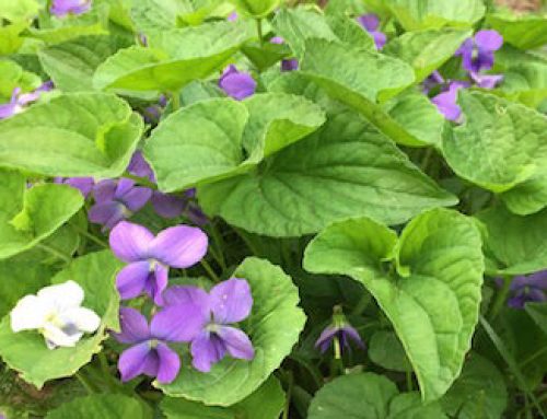Violets are for Spring